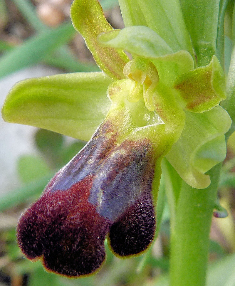 Ophrys funerea